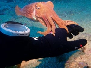 Plongée sous-marine Easydivers