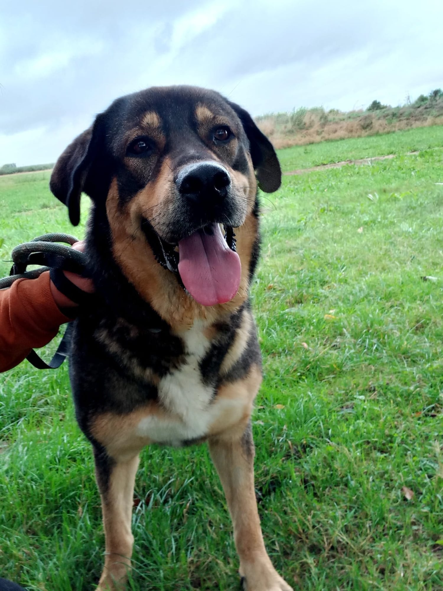 Euro Pet Transport