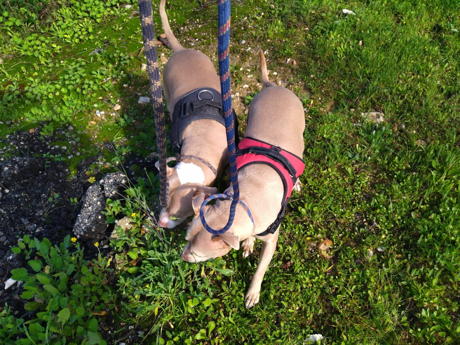 Euro Pet Transport