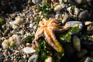 Faro: Bilet indywidualny do muzeum Algarve Life Sciences Centre