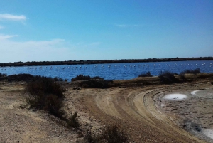 Faro Bike Tour through the Beautiful Ria Formosa