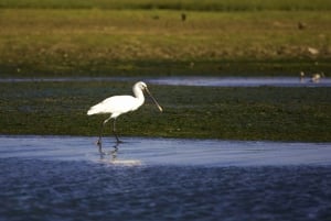Faro Bike Tour through the Beautiful Ria Formosa