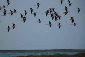 Faro: Boat Tour to Desert Island