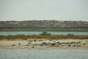 Faro: Boat Tour to Desert Island