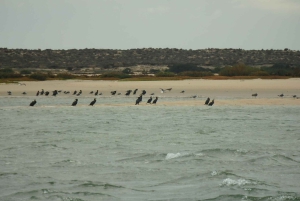 Faro: Boat Tour to Desert Island