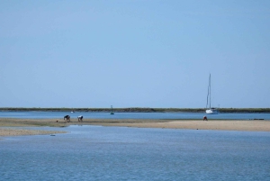 Faro: Boat Tour to Desert Island