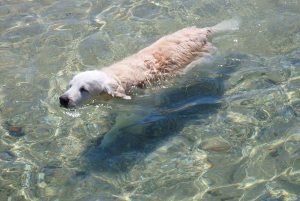 Faro: Boat Tour to Desert Island