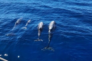 Faro: Come and discover Ria Formosa with us in our Catamaran