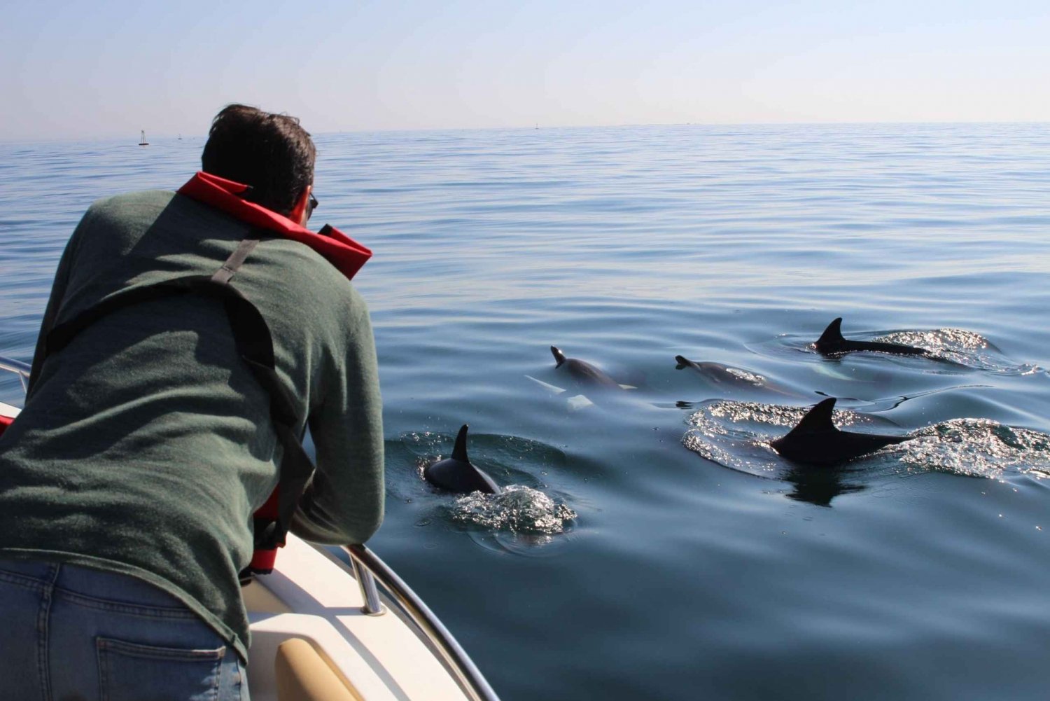 Faro: Båttur med observation av delfiner och marint liv