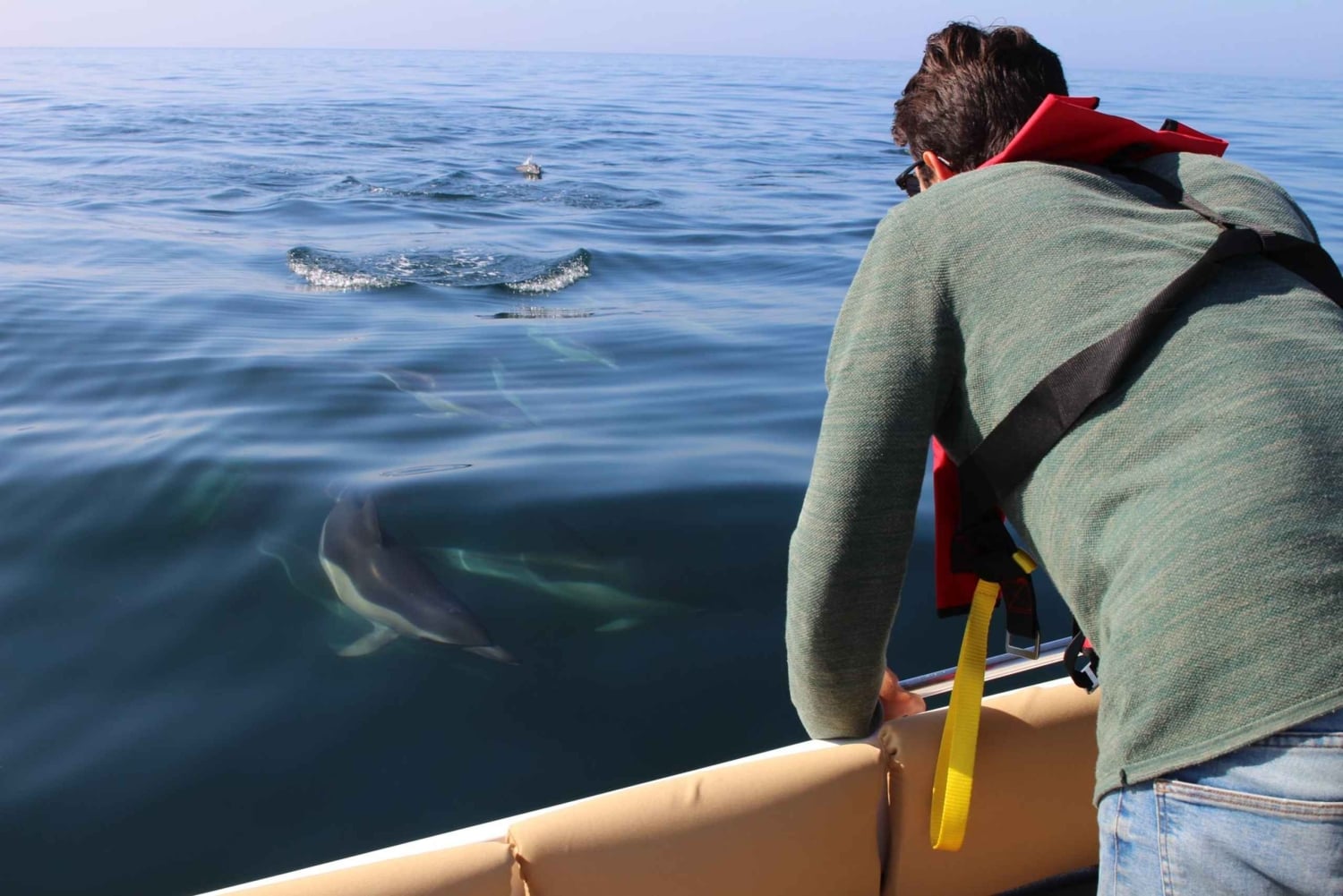 Faro: Tour en barco para avistar delfines y vida marina