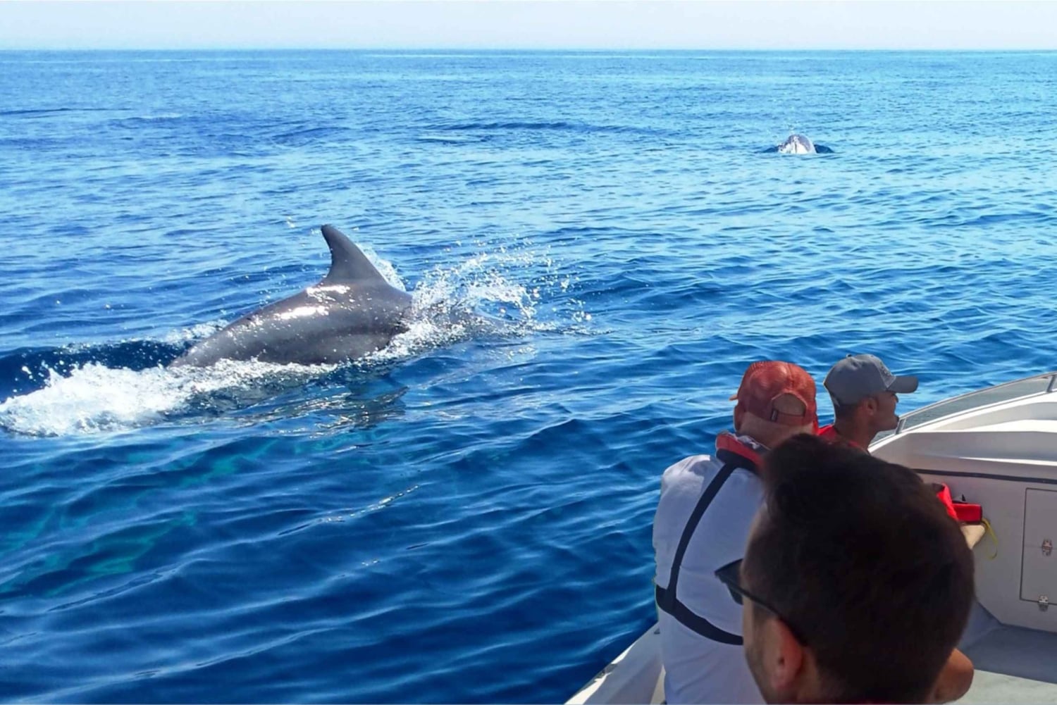 Faro: Tour en barco para avistar delfines y vida marina