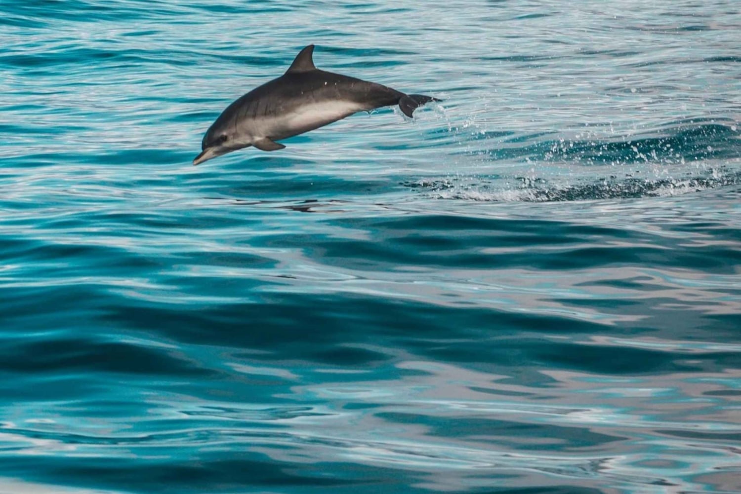 Faro: Tour en barco para avistar delfines y vida marina