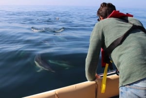 Faro: Dolphin and Marine Life Watching Boat Tour