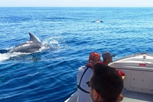 Faro: Dolphin and Marine Life Watching Boat Tour