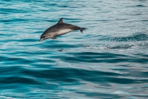 Faro: Dolphin and Marine Life Watching Boat Tour