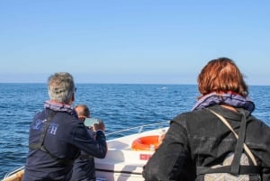 Faro: Dolphin and Marine Life Watching Boat Tour