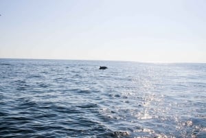 Faro: Dolphin and Marine Life Watching Boat Tour