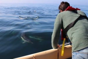 Faro: Tour en barco para avistar delfines y vida marina