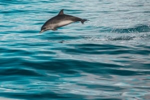 Faro: Tour en barco para avistar delfines y vida marina