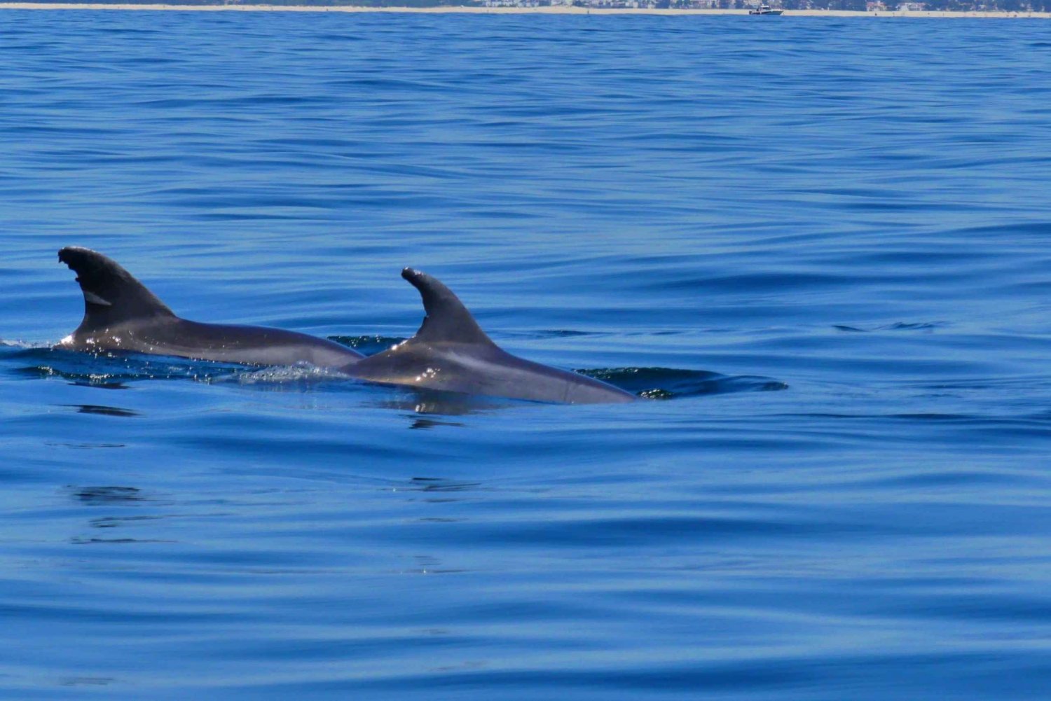 Faro: Dolphin and Wildlife Watching in the Atlantic Ocean