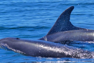Faro: Dolphin and Wildlife Watching in the Atlantic Ocean