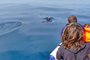 Faro: Dolphin and Wildlife Watching in the Atlantic Ocean