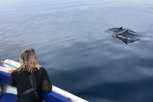 Faro: Dolphin and Wildlife Watching in the Atlantic Ocean