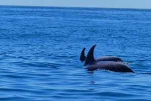 Faro: Dolphin and Wildlife Watching in the Atlantic Ocean