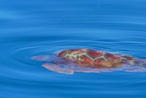 Faro: Dolphin and Wildlife Watching in the Atlantic Ocean