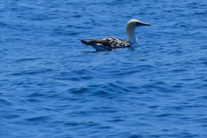 Faro: Dolphin and Wildlife Watching in the Atlantic Ocean