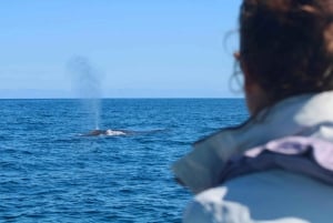 Faro: obserwacja delfinów i dzikiej przyrody na Oceanie Atlantyckim