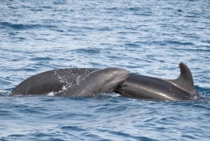 Faro: obserwacja delfinów i dzikiej przyrody na Oceanie Atlantyckim