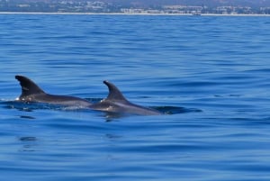 Faro: obserwacja delfinów i dzikiej przyrody na Oceanie Atlantyckim