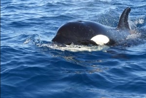 Faro: obserwacja delfinów i dzikiej przyrody na Oceanie Atlantyckim