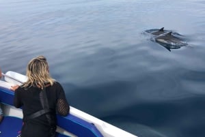 Faro: obserwacja delfinów i dzikiej przyrody na Oceanie Atlantyckim