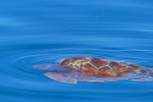 Faro: obserwacja delfinów i dzikiej przyrody na Oceanie Atlantyckim