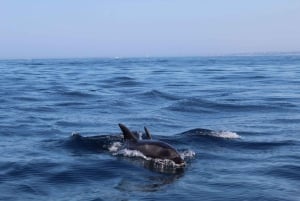 Faro: Dolphin Watching Boat Tour