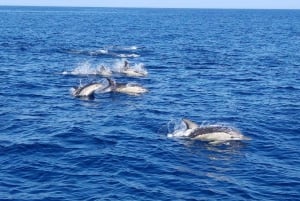 Faro: Dolphin Watching Boat Tour