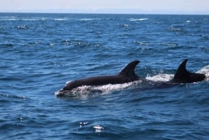 Faro: Dolphin Watching Boat Tour