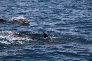 Faro: Dolphin Watching Boat Tour