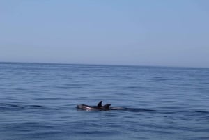 Faro: Dolphin Watching Boat Tour