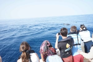 Faro: Delfiinien katselu venekierros