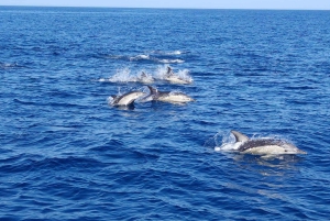 Faro: Delfiinien katselu venekierros