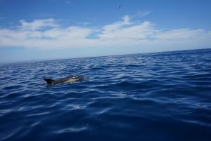 Faro: Delfiinien katselu venekierros