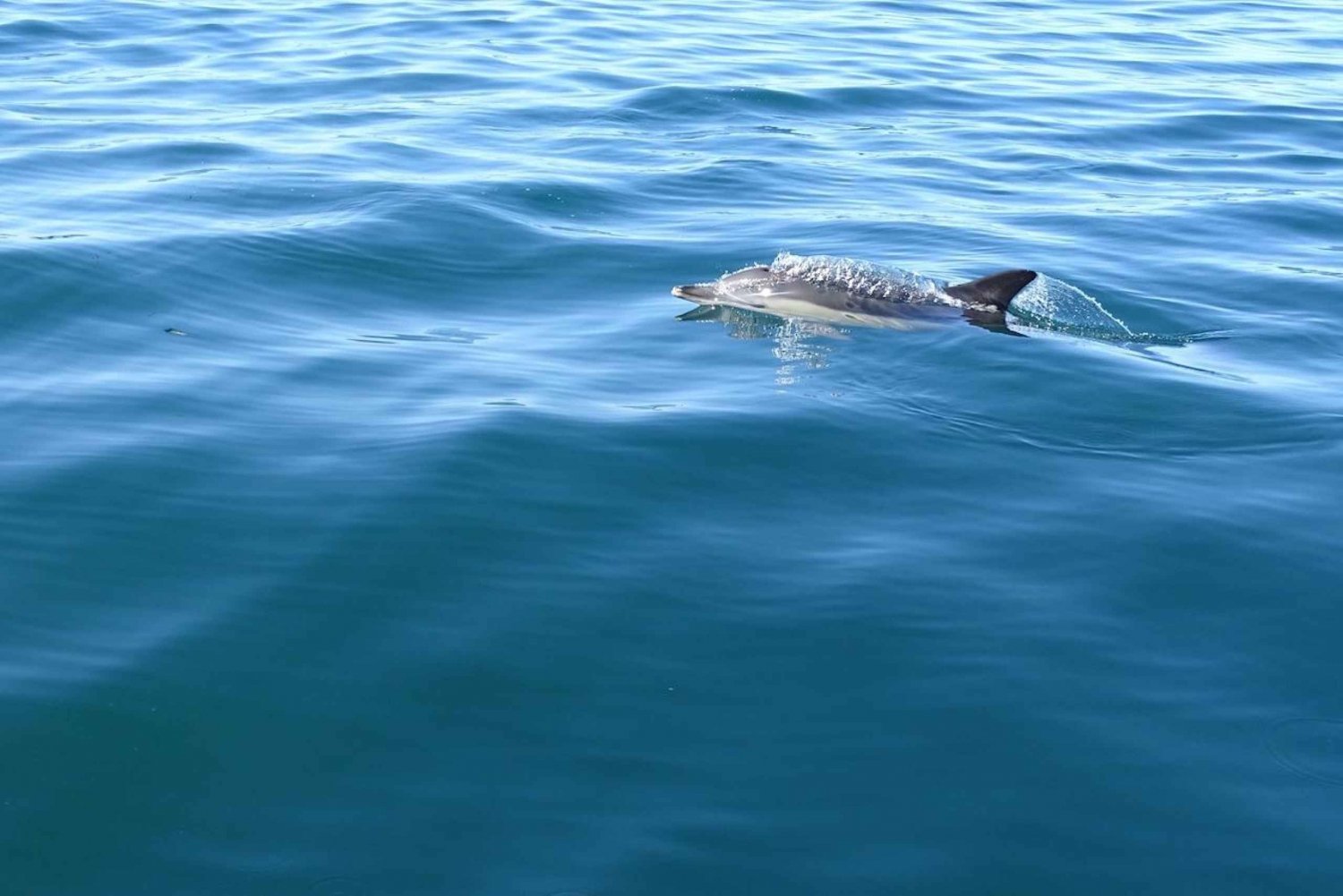 Faro: Delfinsafari og omvisning med båt fra Faro