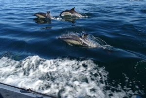 Faro: Dolphin Watching & Marine Wildlife Boat Tour from Faro