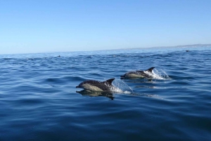 Faro: Dolphin Watching & Marine Wildlife Boat Tour from Faro