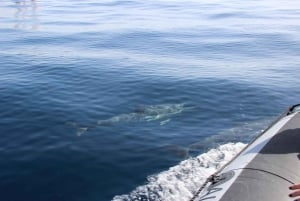Faro: Dolphin Watching & Marine Wildlife Boat Tour from Faro