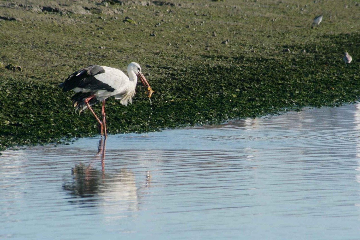 Faro: Vogelbeobachtung auf der Ria Formosa im Solarboot