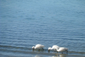 Faro: Eco-Friendly Ria Formosa Bird Watching in Solar Boat